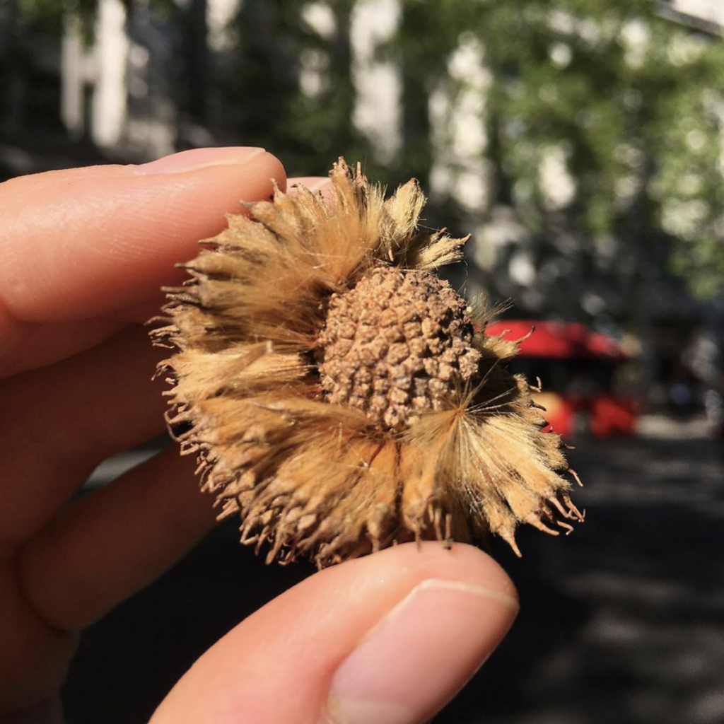 greening-aldwych-stop-5-a-plane-tree-paradise-strandlines